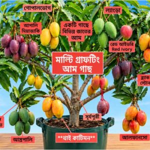 প্রতি পিস কলম চারা (সর্বনিম্ন ৮টি কলমের চারা নিতে হবে)