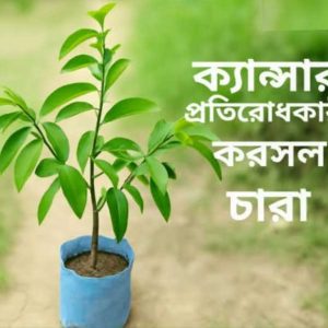 করসল গাছ